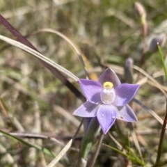 Thelymitra sp. (pauciflora complex) at Wanniassa, ACT - 9 Nov 2022