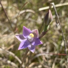Thelymitra sp. (pauciflora complex) at Wanniassa, ACT - 9 Nov 2022