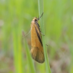 Philobota undescribed species near arabella (A concealer moth) at Bruce, ACT - 30 Oct 2022 by MichaelBedingfield