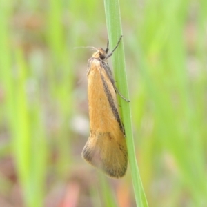 Philobota undescribed species near arabella at Bruce, ACT - 30 Oct 2022