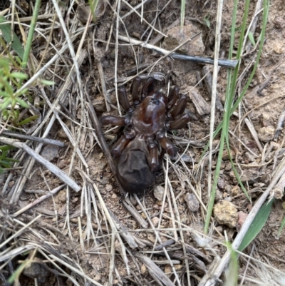 Unidentified Trapdoor, Funnelweb or Mouse spider (Mygalomorphae) at Coree, ACT - 8 Nov 2022 by milliekss