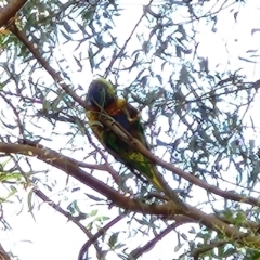 Trichoglossus moluccanus (Rainbow Lorikeet) at Greenway, ACT - 10 Nov 2022 by NathanaelC