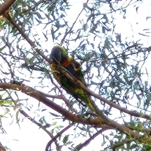 Trichoglossus moluccanus at Greenway, ACT - 10 Nov 2022 10:44 AM