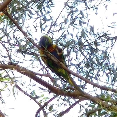 Trichoglossus moluccanus (Rainbow Lorikeet) at Greenway, ACT - 10 Nov 2022 by NathanaelC