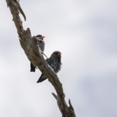 Eurystomus orientalis (Dollarbird) at Campbell, ACT - 9 Nov 2022 by trevsci