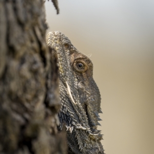 Pogona barbata at Pialligo, ACT - 9 Nov 2022