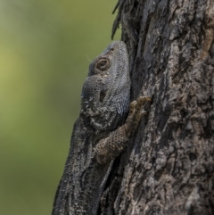 Pogona barbata at Pialligo, ACT - 9 Nov 2022