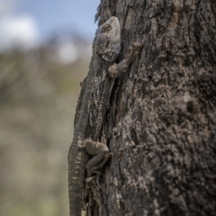 Pogona barbata at Pialligo, ACT - 9 Nov 2022