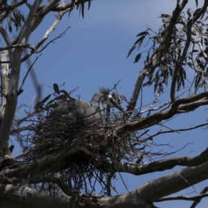 Egretta novaehollandiae at Pialligo, ACT - 9 Nov 2022 11:39 AM