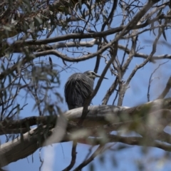 Egretta novaehollandiae at Pialligo, ACT - 9 Nov 2022