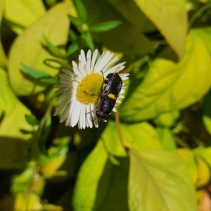 Odontomyia hunteri at Aranda, ACT - 10 Nov 2022