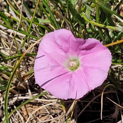 Convolvulus angustissimus subsp. angustissimus (Australian Bindweed) at Mitchell, ACT - 10 Nov 2022 by trevorpreston