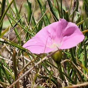 Convolvulus angustissimus subsp. angustissimus at Mitchell, ACT - 10 Nov 2022