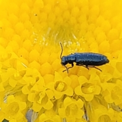 Dasytinae (subfamily) (Soft-winged flower beetle) at Crace Grasslands - 10 Nov 2022 by trevorpreston