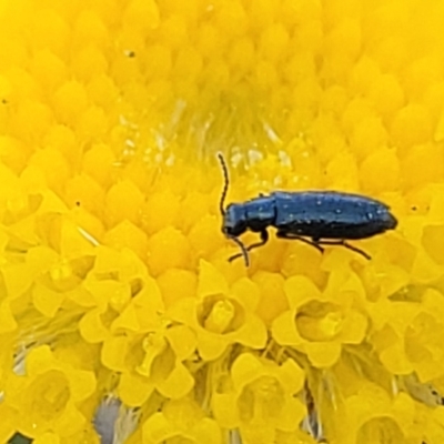 Dasytinae (subfamily) (Soft-winged flower beetle) at Mitchell, ACT - 10 Nov 2022 by trevorpreston