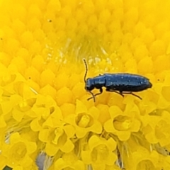 Dasytinae (subfamily) (Soft-winged flower beetle) at Mitchell, ACT - 10 Nov 2022 by trevorpreston