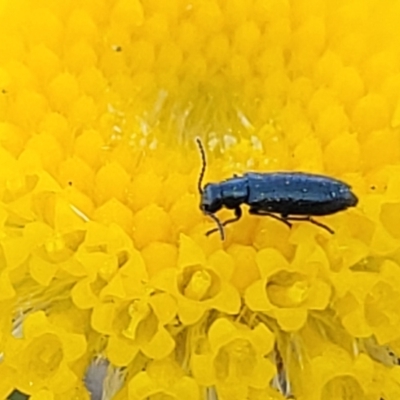 Dasytinae (subfamily) (Soft-winged flower beetle) at Crace Grasslands - 10 Nov 2022 by trevorpreston