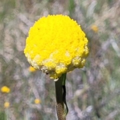 Craspedia variabilis (Common Billy Buttons) at Crace Grasslands - 10 Nov 2022 by trevorpreston