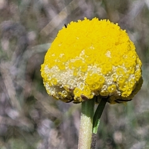 Craspedia variabilis at Mitchell, ACT - 10 Nov 2022