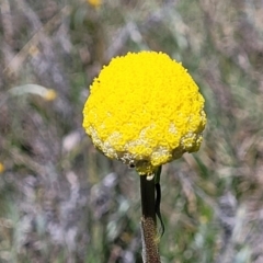 Craspedia variabilis at Mitchell, ACT - 10 Nov 2022