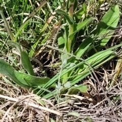 Craspedia variabilis at Mitchell, ACT - 10 Nov 2022