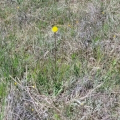 Craspedia variabilis at Mitchell, ACT - 10 Nov 2022