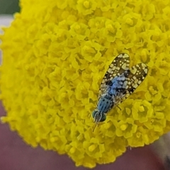 Austrotephritis sp. (genus) (Fruit fly or Seed fly) at Crace Grasslands - 10 Nov 2022 by trevorpreston