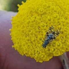 Austrotephritis sp. (genus) at Mitchell, ACT - 10 Nov 2022 11:55 AM