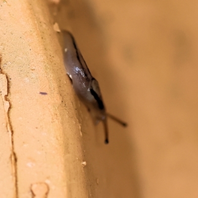Ambigolimax nyctelia (Striped Field Slug) at Wodonga - 7 Nov 2022 by KylieWaldon