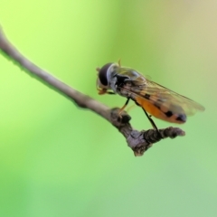 Syrphini (tribe) (Unidentified syrphine hover fly) at Wodonga, VIC - 10 Nov 2022 by KylieWaldon