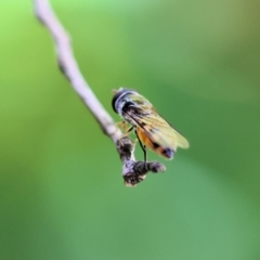 Syrphini sp. (tribe) at Wodonga, VIC - 10 Nov 2022