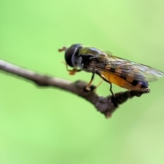 Syrphini sp. (tribe) at Wodonga, VIC - 10 Nov 2022