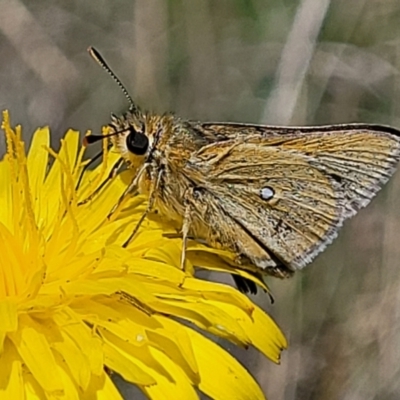 Trapezites luteus (Yellow Ochre, Rare White-spot Skipper) at Mitchell, ACT - 10 Nov 2022 by trevorpreston