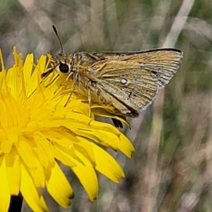 Trapezites luteus at Mitchell, ACT - 10 Nov 2022 11:54 AM