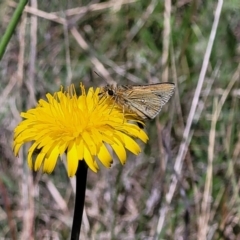 Trapezites luteus at Mitchell, ACT - 10 Nov 2022 11:54 AM