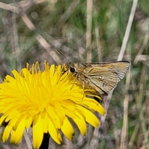 Trapezites luteus at Mitchell, ACT - 10 Nov 2022