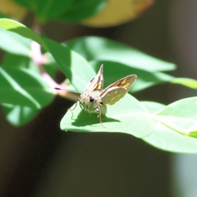 Ocybadistes walkeri (Green Grass-dart) at Clyde Cameron Reserve - 10 Nov 2022 by KylieWaldon