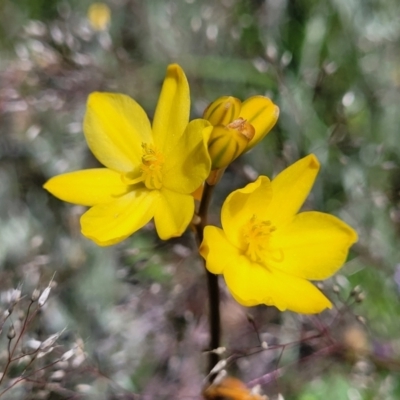 Bulbine bulbosa (Golden Lily) at Crace Grasslands - 10 Nov 2022 by trevorpreston