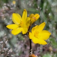 Bulbine bulbosa (Golden Lily) at Mitchell, ACT - 10 Nov 2022 by trevorpreston