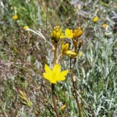 Bulbine bulbosa at Mitchell, ACT - 10 Nov 2022 11:48 AM