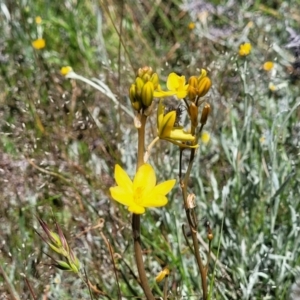 Bulbine bulbosa at Mitchell, ACT - 10 Nov 2022