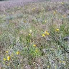 Bulbine bulbosa at Mitchell, ACT - 10 Nov 2022 11:48 AM