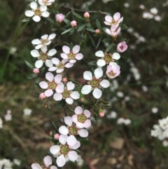 Gaudium multicaule (Teatree) at Wamboin, NSW - 10 Nov 2021 by Devesons