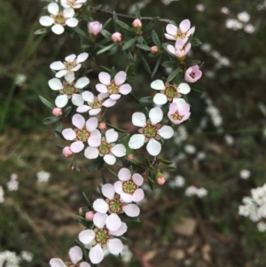 Gaudium multicaule at Wamboin, NSW - 10 Nov 2021