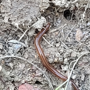 Anzoplana trilineata at Mitchell, ACT - 10 Nov 2022