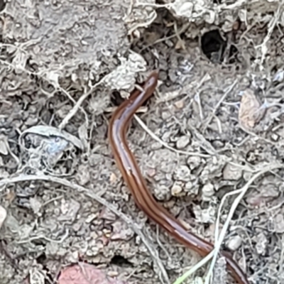 Anzoplana trilineata (A Flatworm) at Crace Grasslands - 10 Nov 2022 by trevorpreston