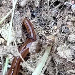 Anzoplana trilineata at Mitchell, ACT - 10 Nov 2022