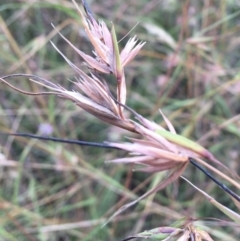 Themeda triandra (Kangaroo Grass) at Wamboin, NSW - 14 Jan 2022 by Devesons