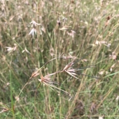 Themeda triandra at Wamboin, NSW - 14 Jan 2022