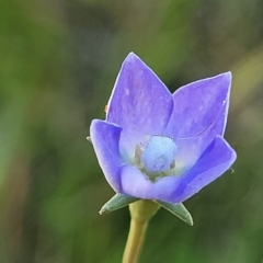 Wahlenbergia multicaulis (Tadgell's Bluebell) at Mitchell, ACT - 10 Nov 2022 by trevorpreston